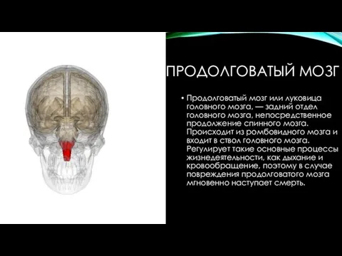 ПРОДОЛГОВАТЫЙ МОЗГ Продолговатый мозг или луковица головного мозга, — задний отдел