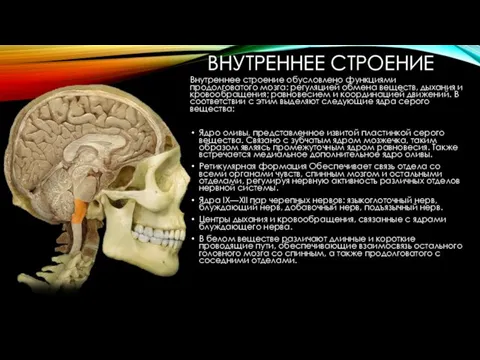 ВНУТРЕННЕЕ СТРОЕНИЕ Внутреннее строение обусловлено функциями продолговатого мозга: регуляцией обмена веществ,