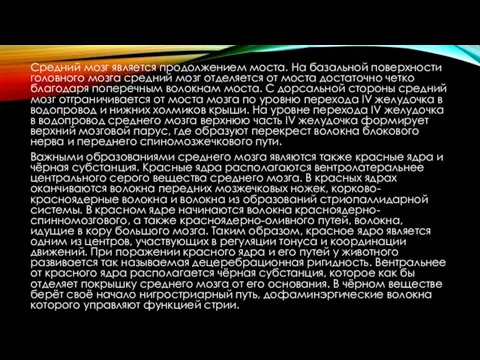 Средний мозг является продолжением моста. На базальной поверхности головного мозга средний