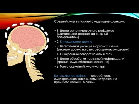 Средний мозг выполняет следующие функции: 1. Центр ориентировочного рефлекса (двигательная реакция