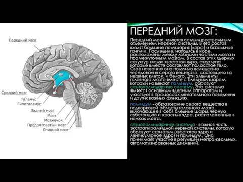 ПЕРЕДНИЙ МОЗГ: Передний мозг, является самым ростральным отделением нервной системы. В