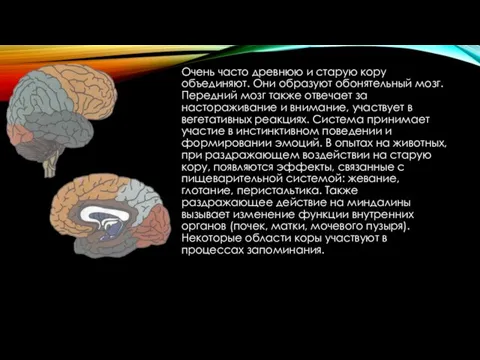 Очень часто древнюю и старую кору объединяют. Они образуют обонятельный мозг.