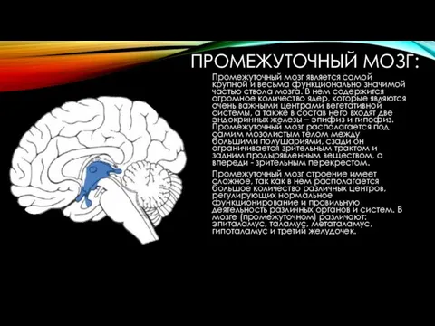 ПРОМЕЖУТОЧНЫЙ МОЗГ: Промежуточный мозг является самой крупной и весьма функционально значимой