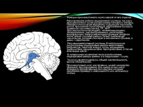 Функции промежуточного мозга зависят от его отделов: Регулирование работы эндокринной системы,