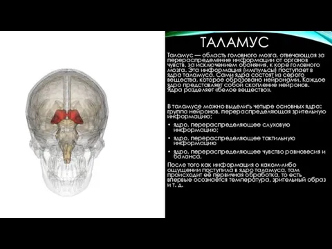 ТАЛАМУС Таламус — область головного мозга, отвечающая за перераспределение информации от