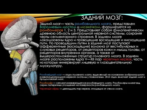 ЗАДНИЙ МОЗГ: За́дний мозг— часть ромбовидного мозга, представлен Варолиевым мостом и