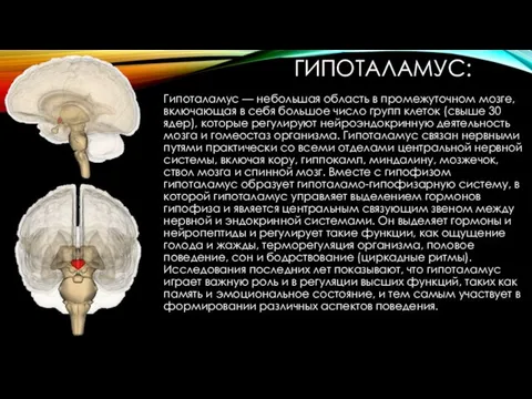 ГИПОТАЛАМУС: Гипоталамус — небольшая область в промежуточном мозге, включающая в себя