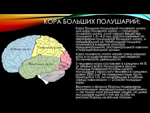 КОРА БОЛЬШИХ ПОЛУШАРИЙ: Кора больших полушарий головного мозга или кора головного