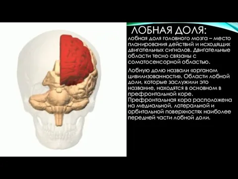 ЛОБНАЯ ДОЛЯ: лобная доля головного мозга – место планирования действий и