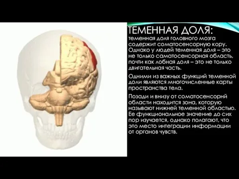 ТЕМЕННАЯ ДОЛЯ: теменная доля головного мозга содержит соматосенсорную кору. Однако у