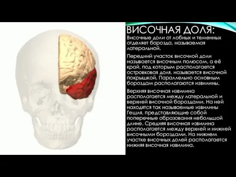 ВИСОЧНАЯ ДОЛЯ: Височные доли от лобных и теменных отделяет борозда, называемая