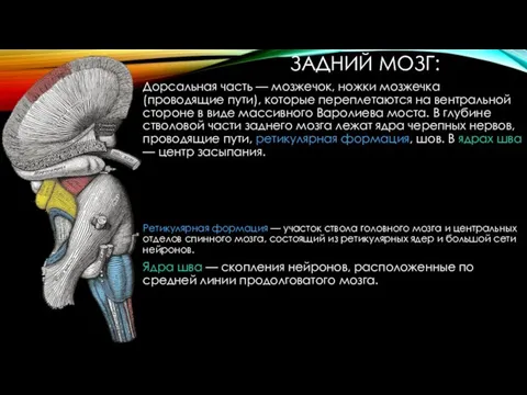 ЗАДНИЙ МОЗГ: Дорсальная часть — мозжечок, ножки мозжечка (проводящие пути), которые