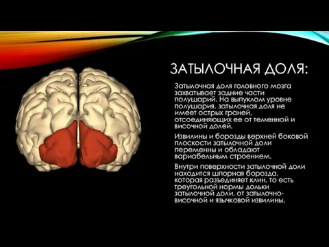 ЗАТЫЛОЧНАЯ ДОЛЯ: Затылочная доля головного мозга захватывает задние части полушарий. На