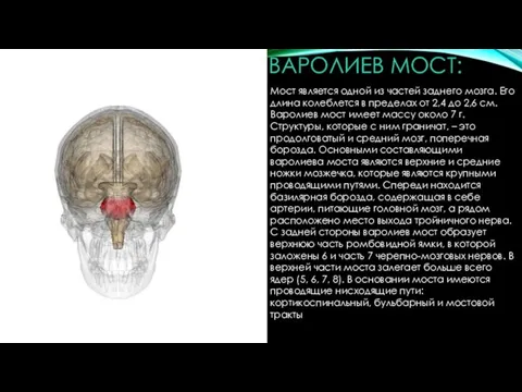 ВАРОЛИЕВ МОСТ: Мост является одной из частей заднего мозга. Его длина