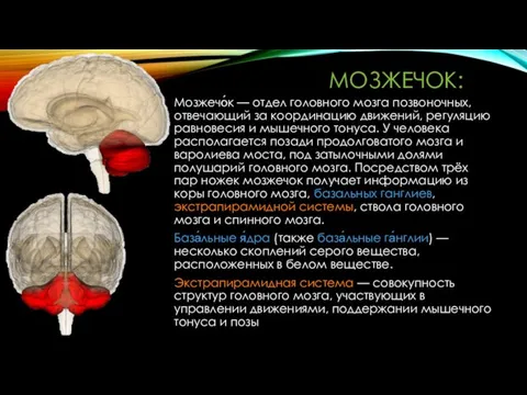 МОЗЖЕЧОК: Мозжечо́к — отдел головного мозга позвоночных, отвечающий за координацию движений,