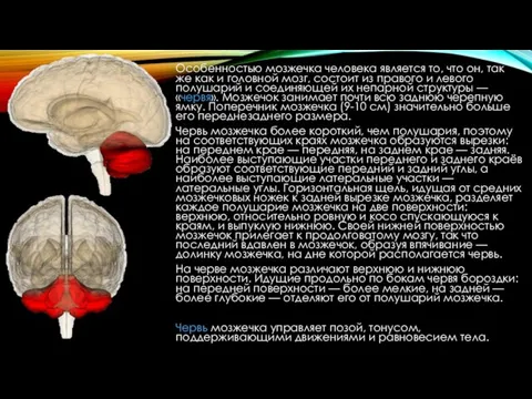 Особенностью мозжечка человека является то, что он, так же как и