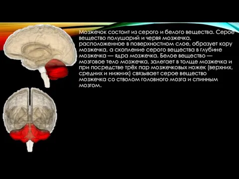 Мозжечок состоит из серого и белого вещества. Серое вещество полушарий и