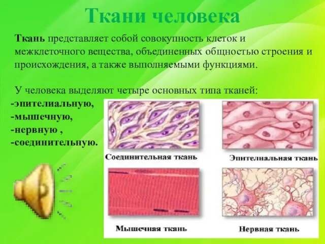 Ткани человека Ткань представляет собой совокупность клеток и межклеточного вещества, объединенных