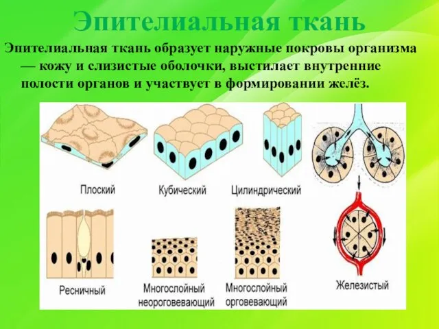 Эпителиальная ткань Эпителиальная ткань образует наружные покровы организма — кожу и