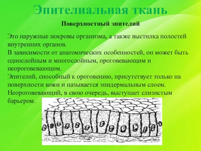 Эпителиальная ткань Поверхностный эпителий Это наружные покровы организма, а также выстилка