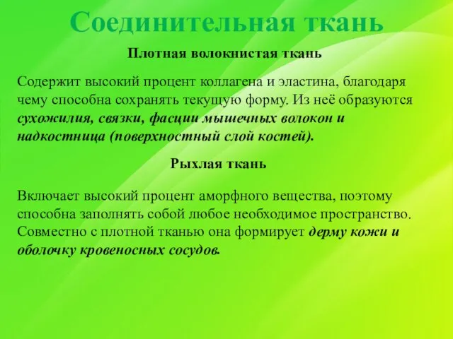 Соединительная ткань Плотная волокнистая ткань Содержит высокий процент коллагена и эластина,