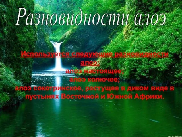 Разновидности алоэ Используется следующие разновидности алоэ: алоэ настоящее; алоэ колючее; алоэ