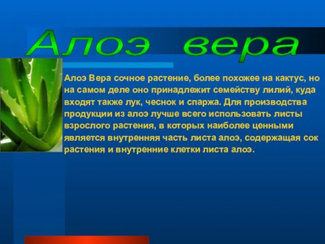 Алоэ Вера сочное растение, более похожее на кактус, но на самом