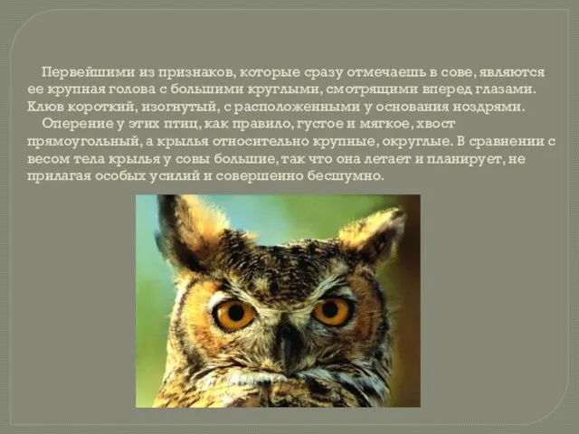 Первейшими из признаков, которые сразу отмечаешь в сове, являются ее крупная