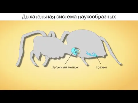 Лёгочный мешок Трахеи Дыхательная система паукообразных