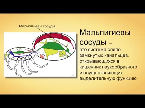 Мальпигиевы сосуды — это система слепо замкнутых канальцев, открывающихся в кишечник