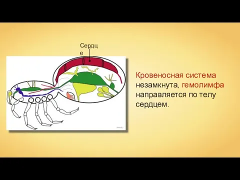 Wassily Сердце Кровеносная система незамкнута, гемолимфа направляется по телу сердцем.