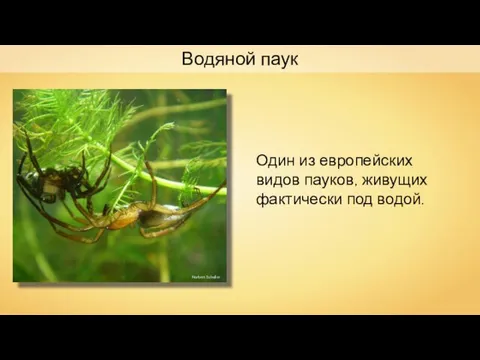 Водяной паук Один из европейских видов пауков, живущих фактически под водой. Norbert Schuller