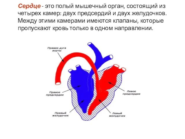 Сердце - это полый мышечный орган, состоящий из четырех камер: двух