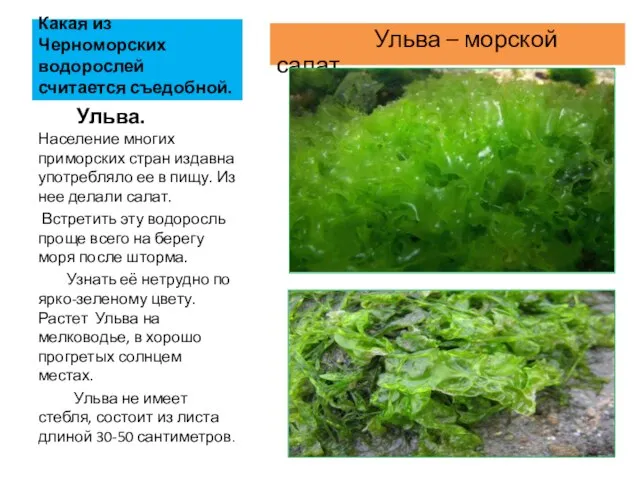 Какая из Черноморских водорослей считается съедобной. Ульва – морской салат Ульва.