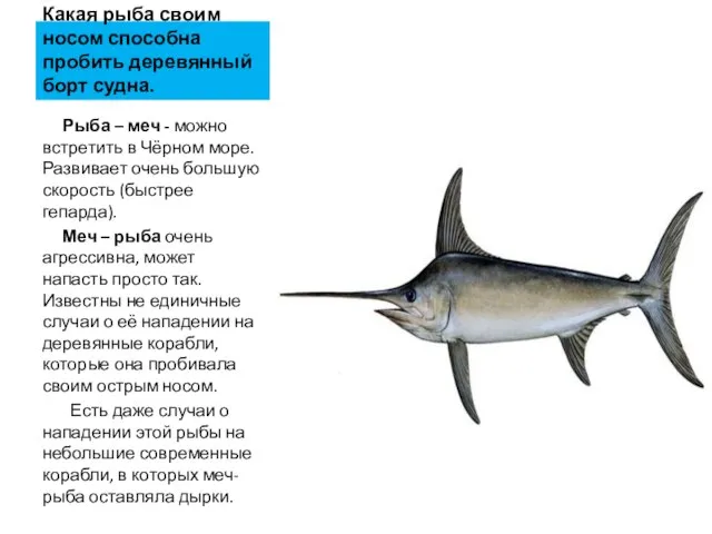 Какая рыба своим носом способна пробить деревянный борт судна. Рыба –