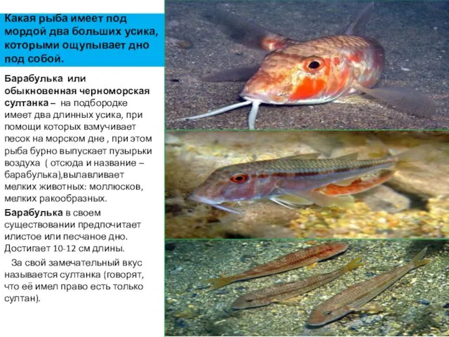 Какая рыба имеет под мордой два больших усика, которыми ощупывает дно