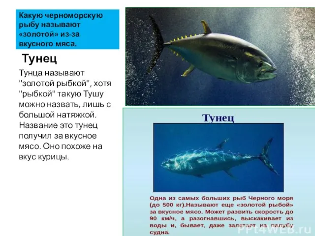 Какую черноморскую рыбу называют «золотой» из-за вкусного мяса. Тунец Тунца называют