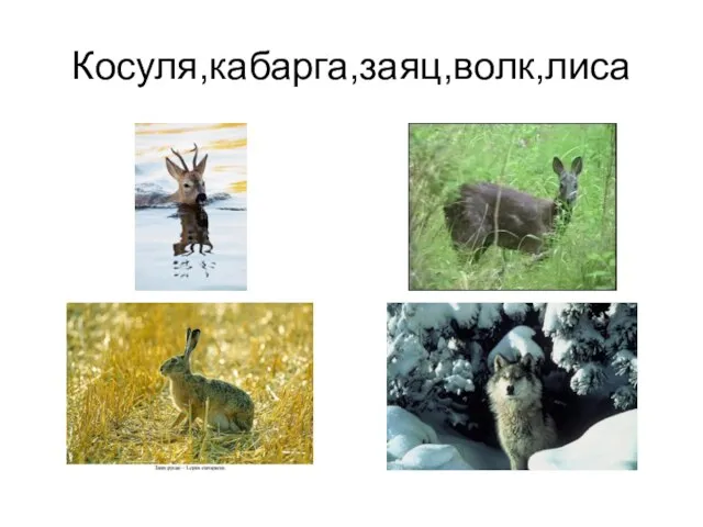 Косуля,кабарга,заяц,волк,лиса