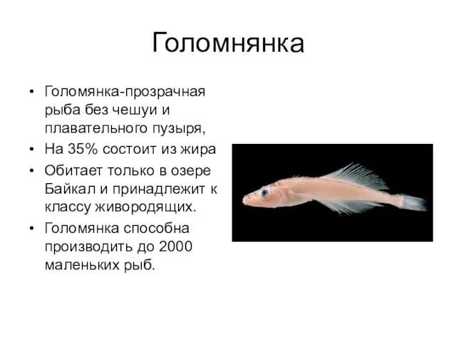 Голомнянка Голомянка-прозрачная рыба без чешуи и плавательного пузыря, На 35% состоит