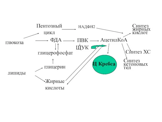 глюкоза Пентозный цикл НАДФН2 ФДА ПВК АцетилКоА липиды глицерин глицерофосфат Жирные
