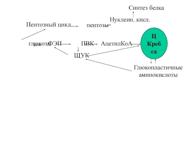 глюкоза ФЭП ПВК АцетилКоА Ц Кребса ЩУК Глюкопластичные аминокислоты Пентозный цикл пентозы Нуклеин. кисл. Синтез белка