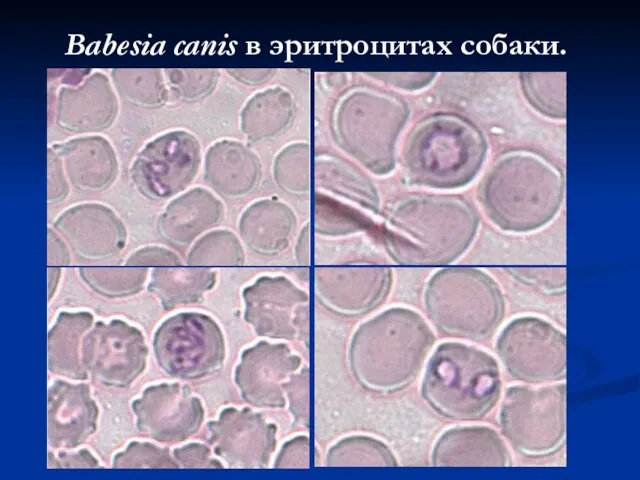 Babesia canis в эритроцитах собаки.