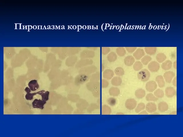 Пироплазма коровы (Piroplasma bovis)