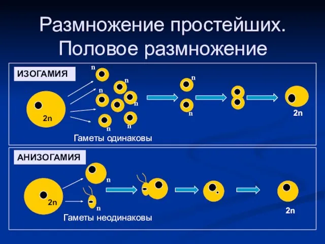 Размножение простейших. Половое размножение ИЗОГАМИЯ АНИЗОГАМИЯ 2n n n n n