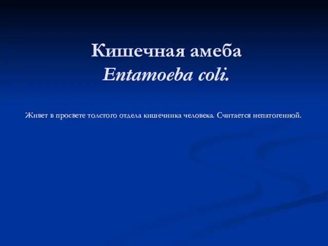 Кишечная амеба Entamoeba coli. Живет в просвете толстого отдела кишечника человека. Считается непатогенной.