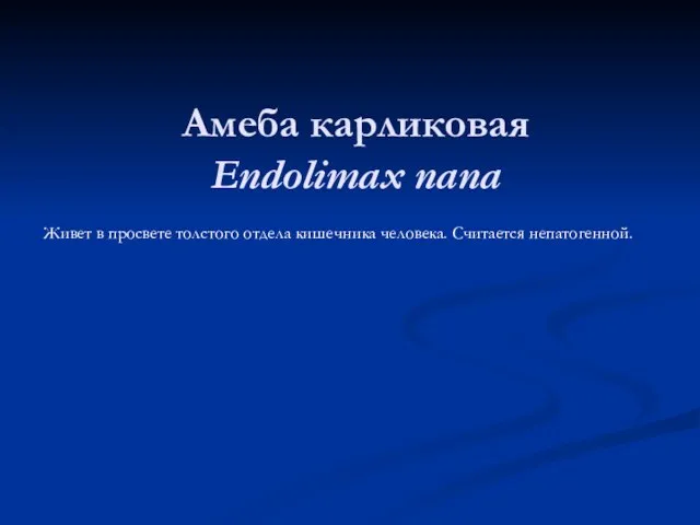 Амеба карликовая Endolimax nana Живет в просвете толстого отдела кишечника человека. Считается непатогенной.