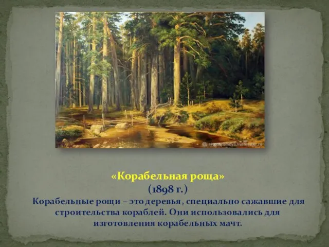 «Корабельная роща» (1898 г.) Корабельные рощи – это деревья, специально сажавшие