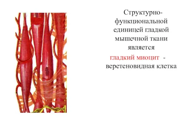 Структурно-функциональной единицей гладкой мышечной ткани является гладкий миоцит - веретеновидная клетка