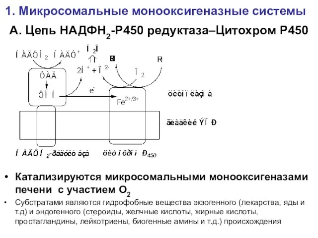 А. Цепь НАДФН2-Р450 редуктаза–Цитохром Р450 Катализируются микросомальными монооксигеназами печени с участием