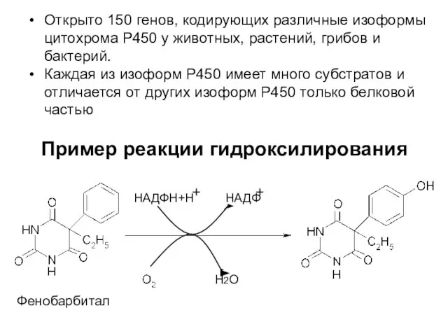 Пример реакции гидроксилирования Фенобарбитал Н2О НАДФН+Н НАДФ Открыто 150 генов, кодирующих